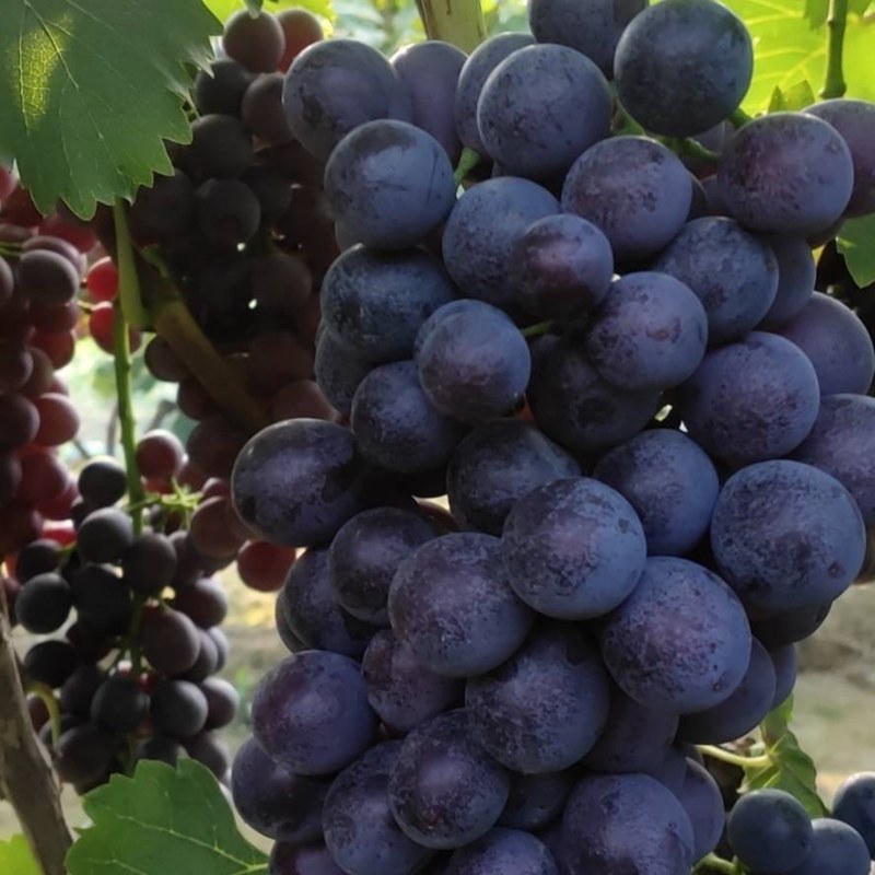 夏黑葡萄🍇精品串大，颜色黑，糖度17/18