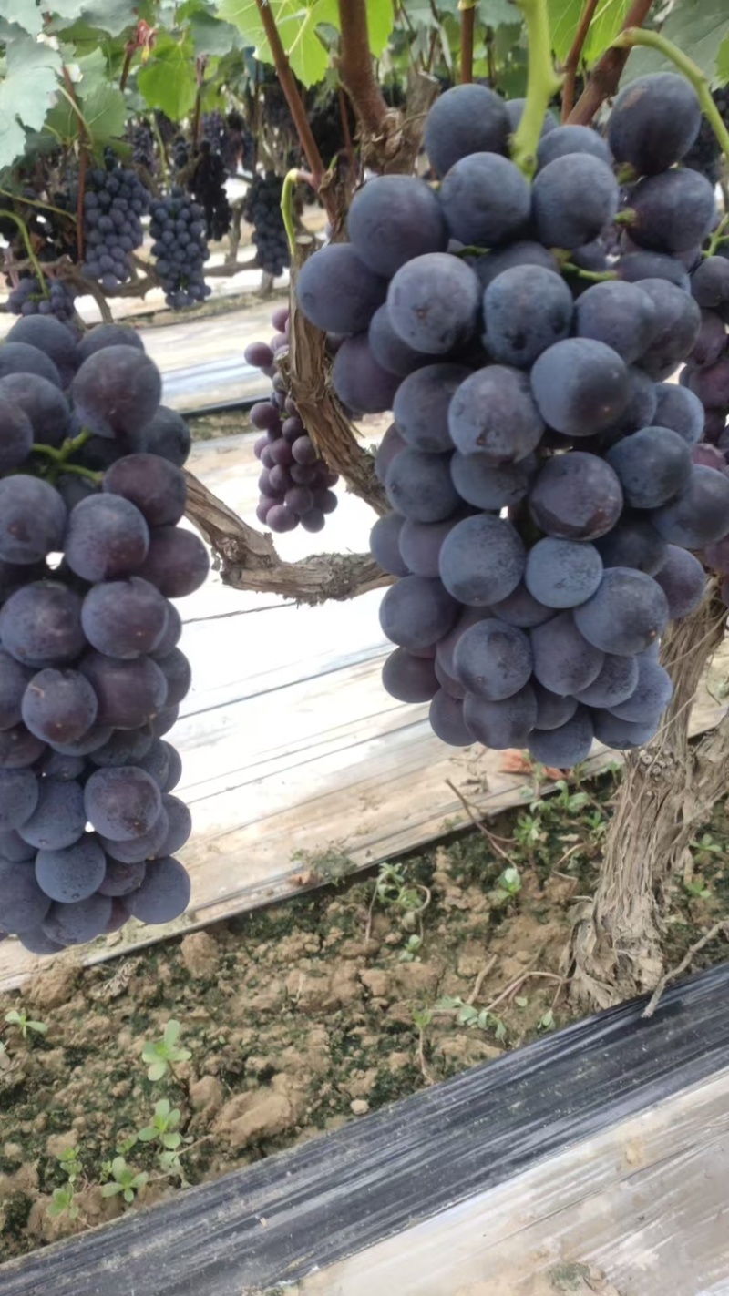 夏黑葡萄🍇精品串大，颜色黑，糖度17/18