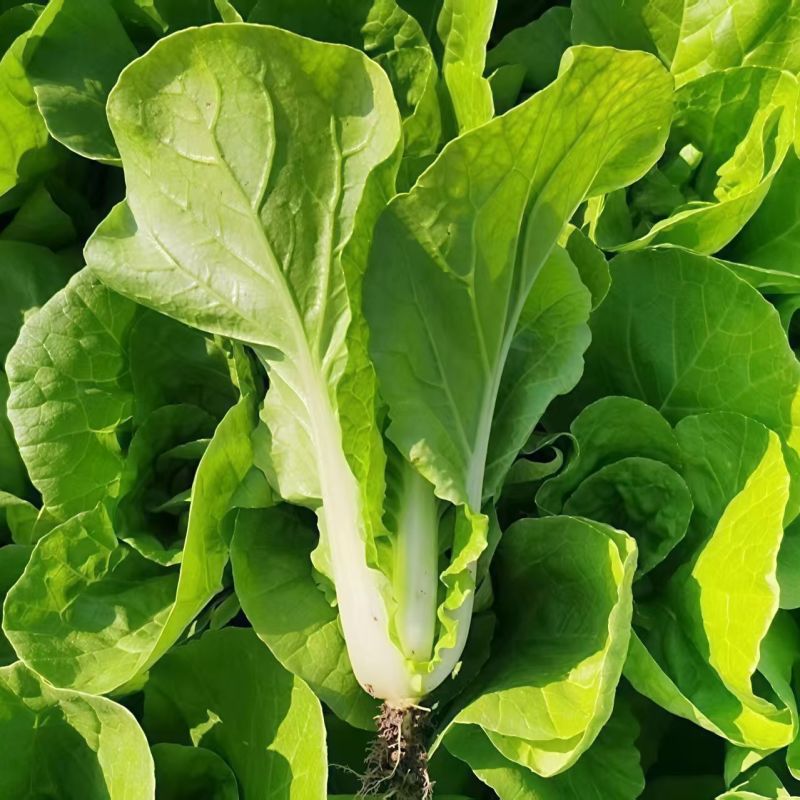 绿浪快菜种子直立生长速度快四季可播种菜质柔软奶油快菜