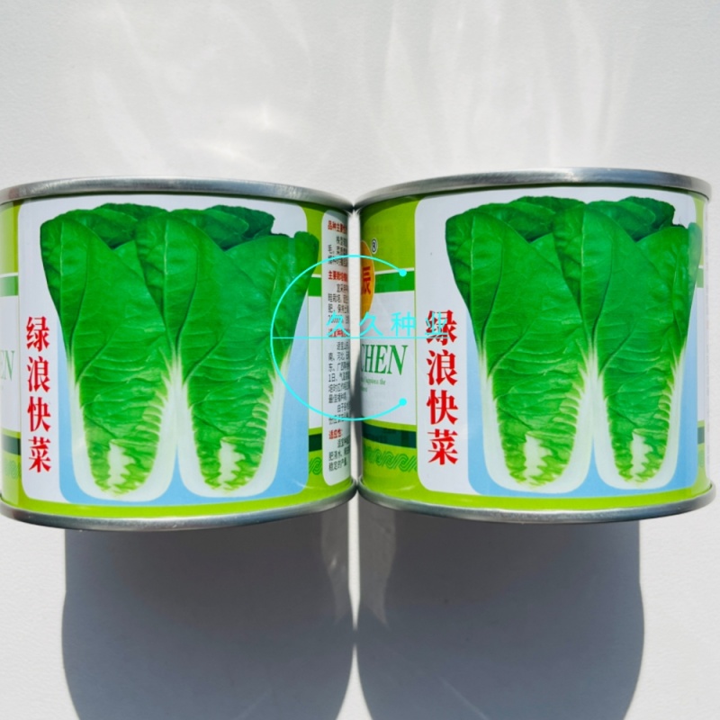 绿浪快菜种子直立生长速度快四季可播种菜质柔软奶油快菜