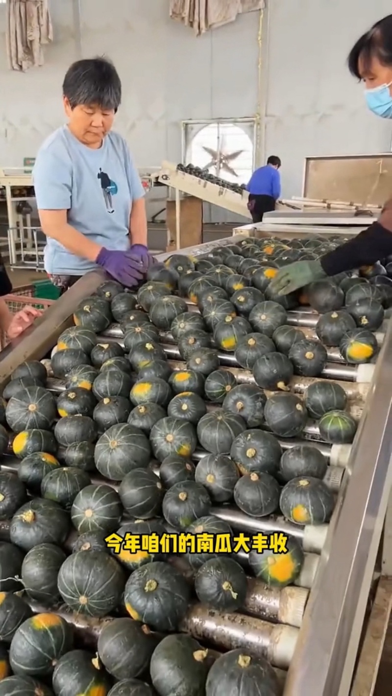 内蒙古正宗贝贝南瓜，电商一件代发，品质保证