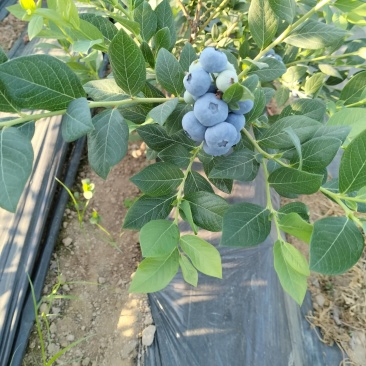 丹东休伦蓝莓