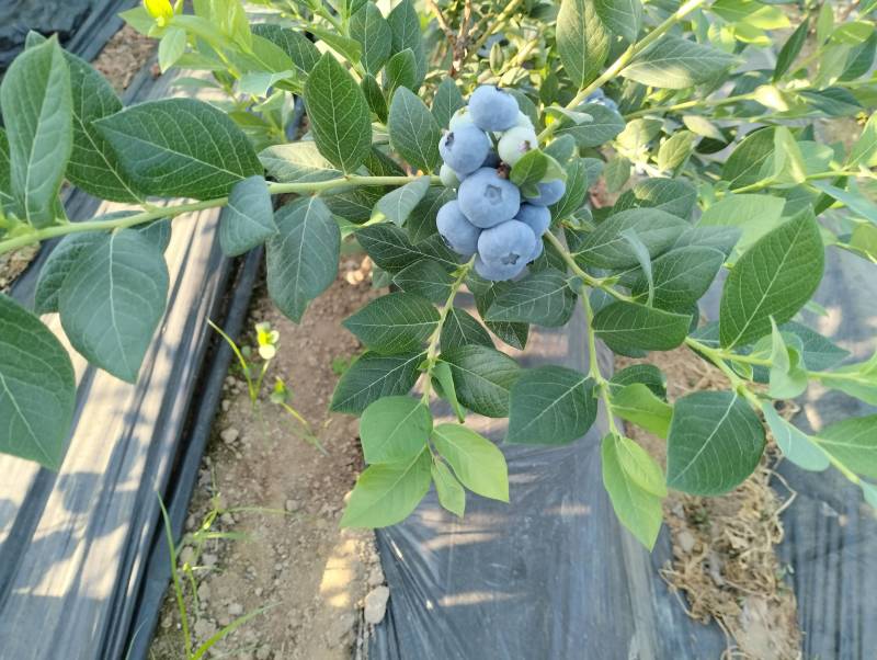 丹东休伦蓝莓