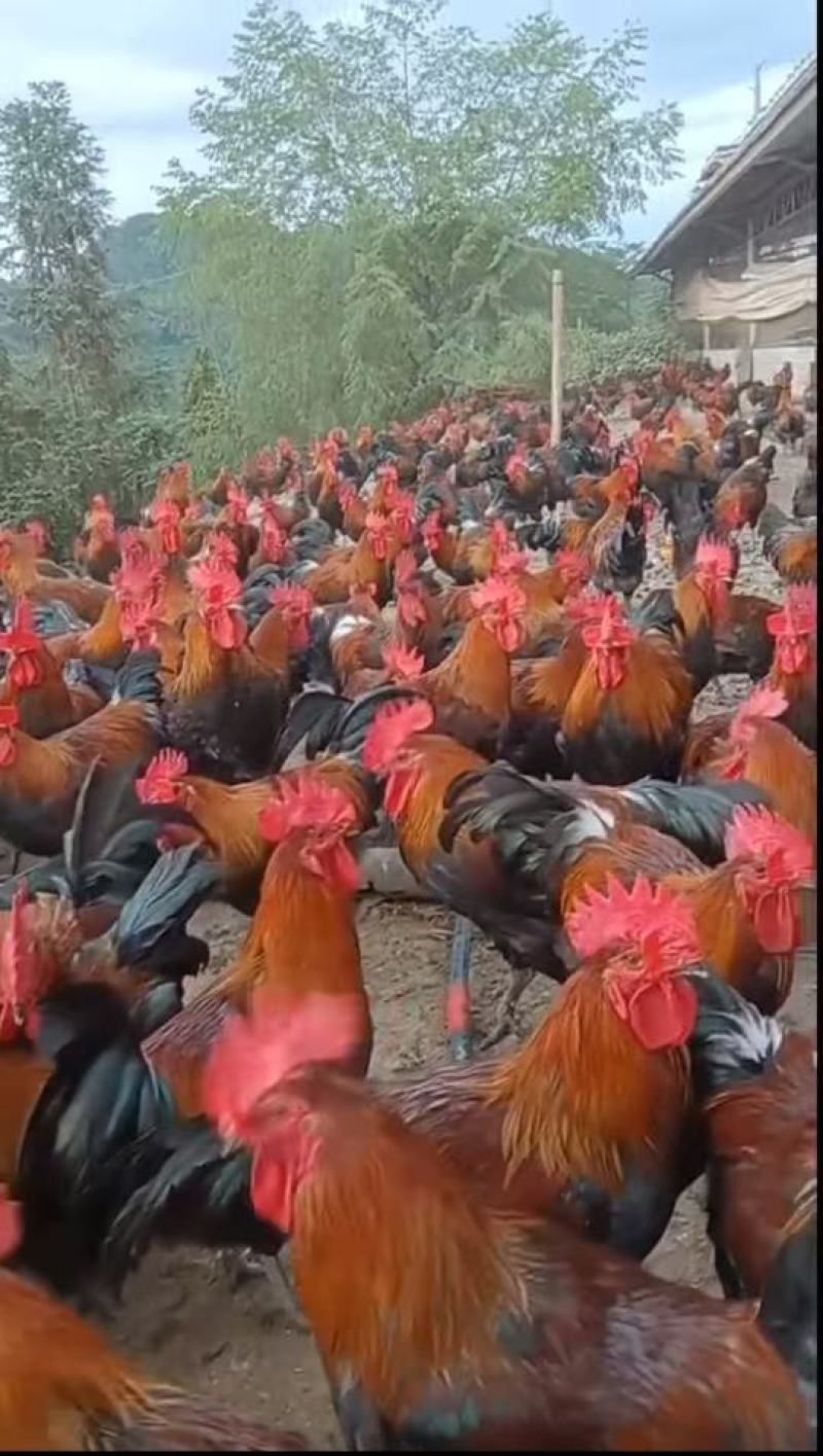 富凤放养鸡，老水，肉质细腻紧致，黄油瑶公