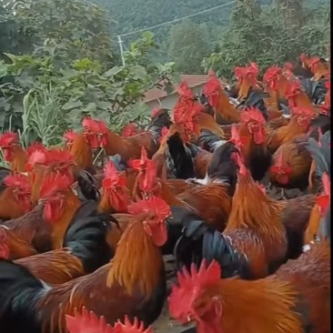 富凤放养鸡，老水，肉质细腻紧致，黄油瑶公