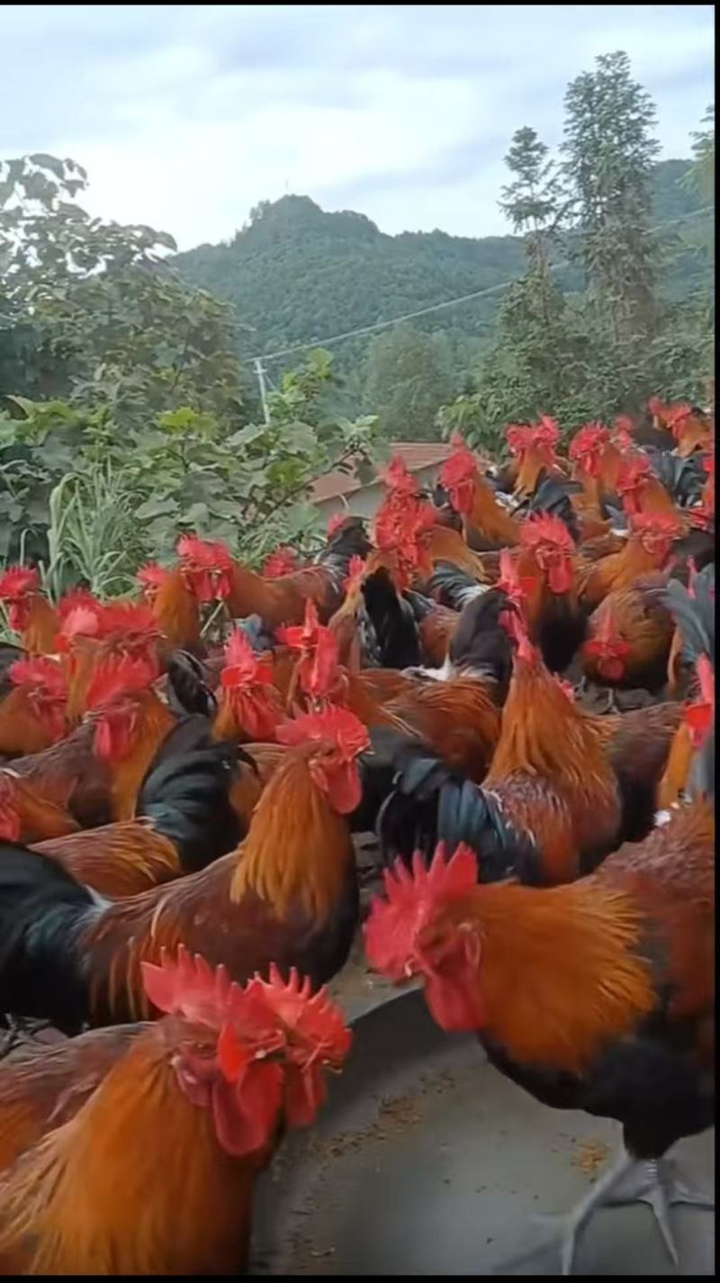 富凤放养鸡，老水，肉质细腻紧致，黄油瑶公