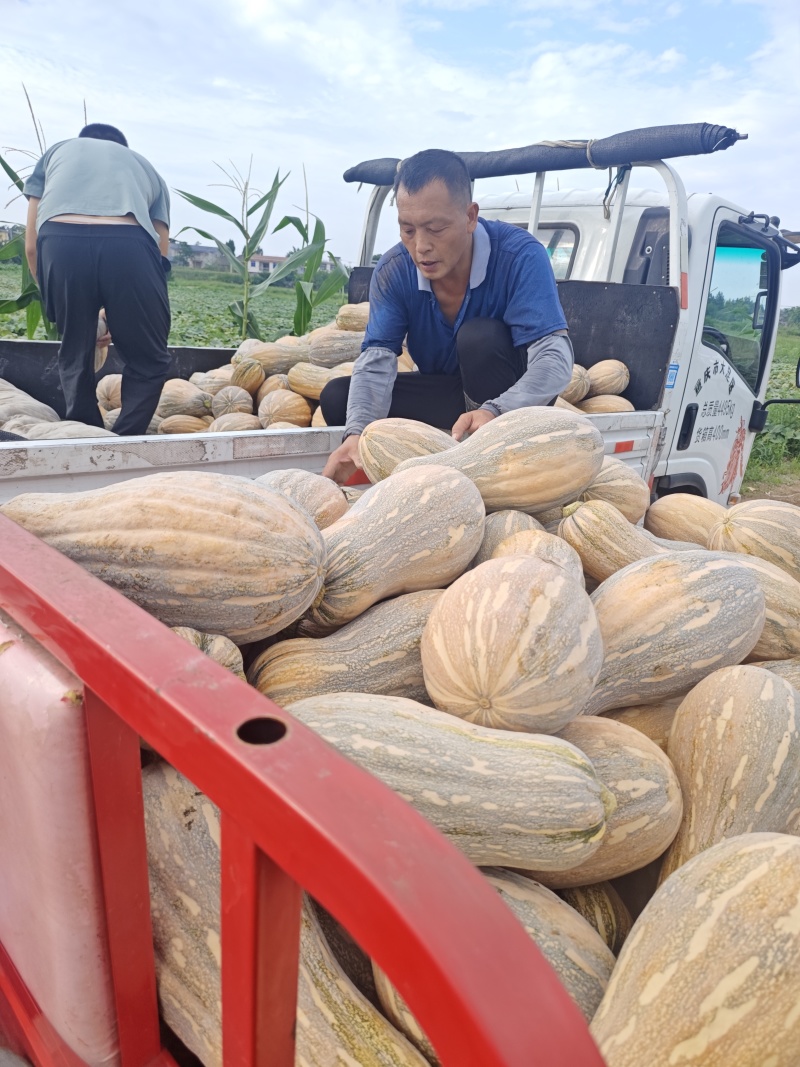 老南瓜秘本