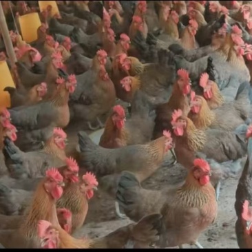 富凤放养鸡，黄油肉质细腻，口感**，黑瑶母鸡