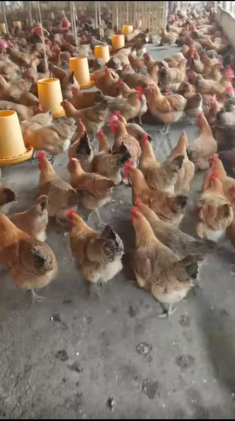 富凤红瑶母鸡，下单鸡，黄油肉质细腻，口感**
