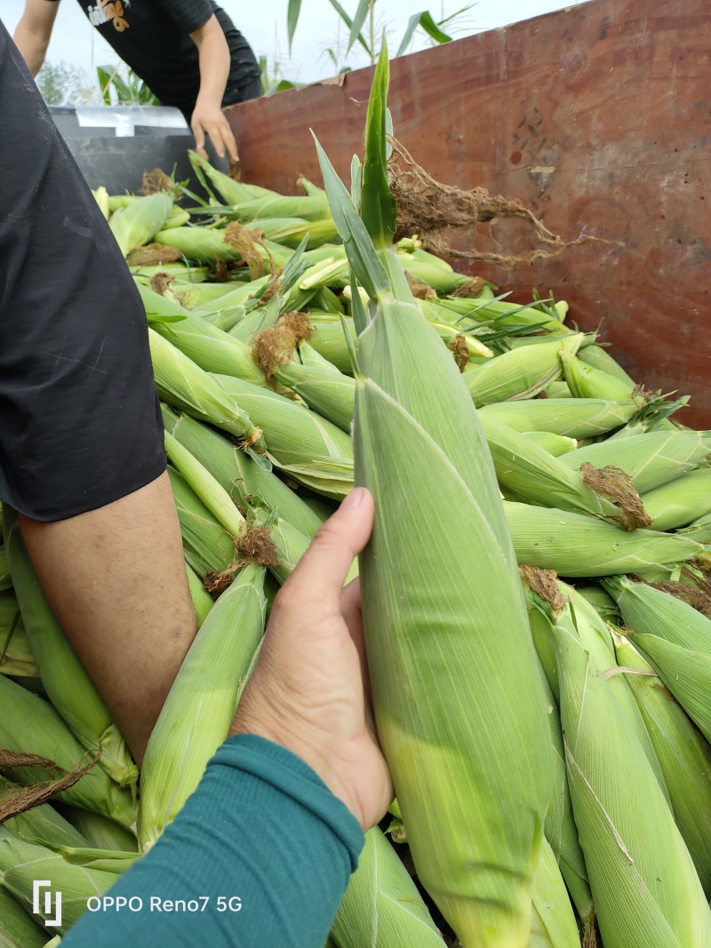 精品水果玉米基地直供软糯香甜货量大颗粒饱满承接加工电商