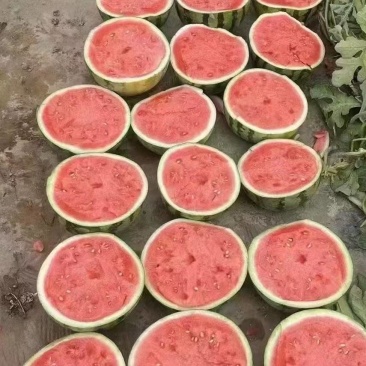 甘肃头茬无籽美都麒麟西瓜产地代发大量供应质量三包