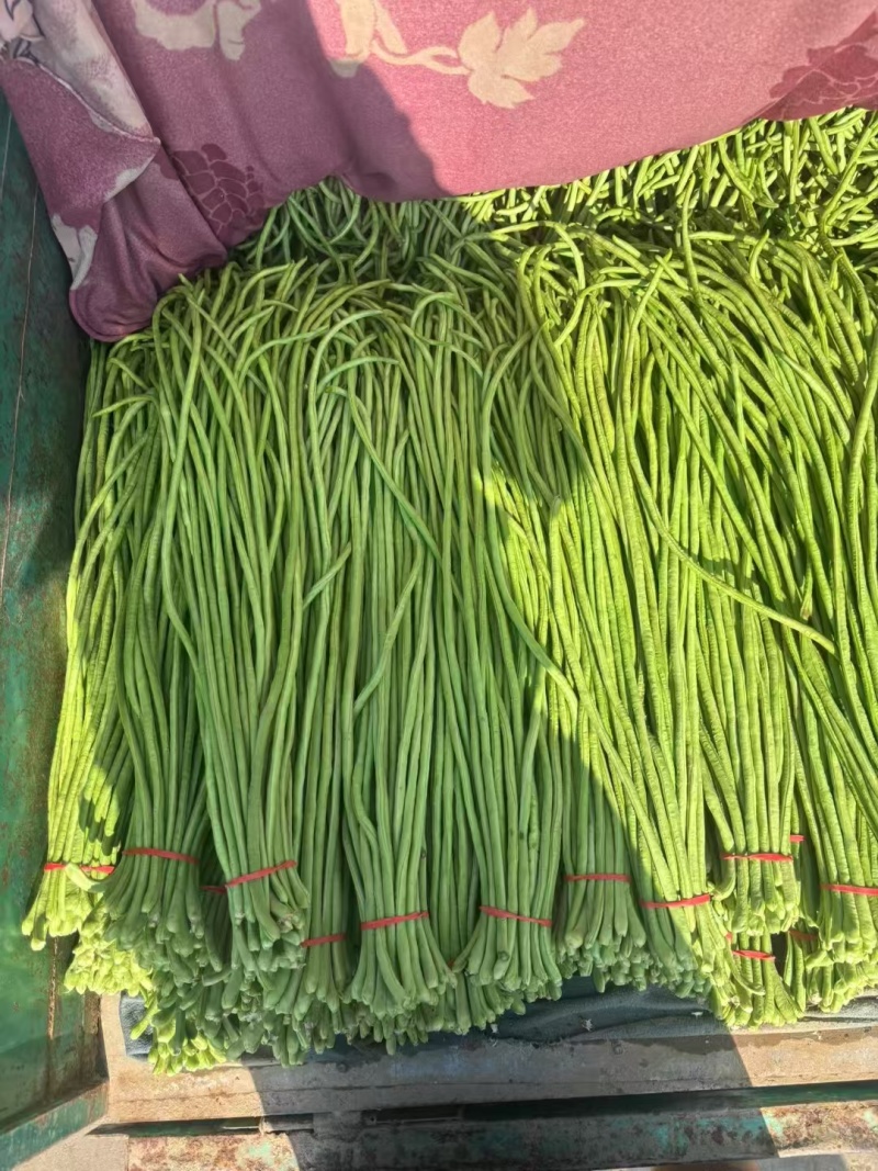 豆角，河北长豆角，质量从优，全国代发，需要的老板与我联系