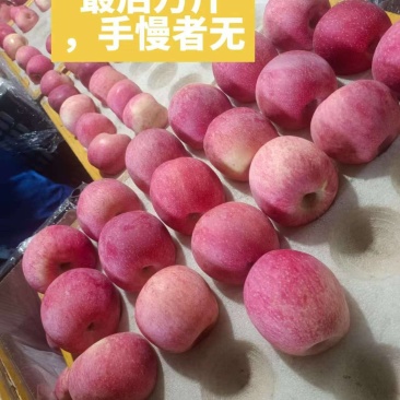 红富士黄陵前期货80起步