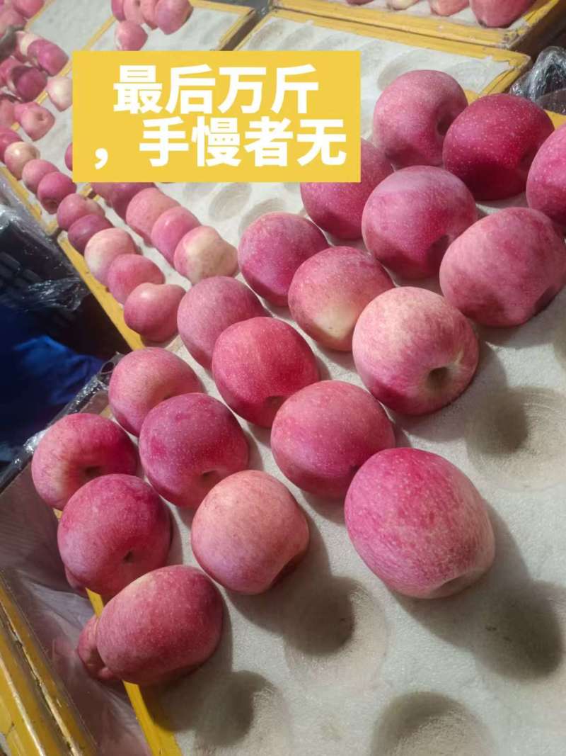 红富士黄陵前期货80起步