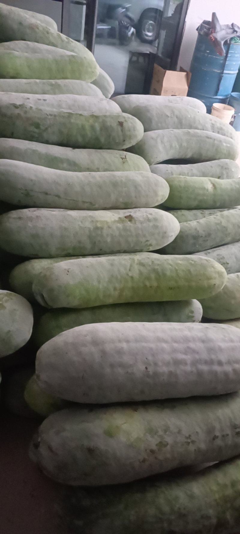 精品白皮冬瓜产地直发