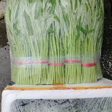优质大棚种植空心菜叶菜