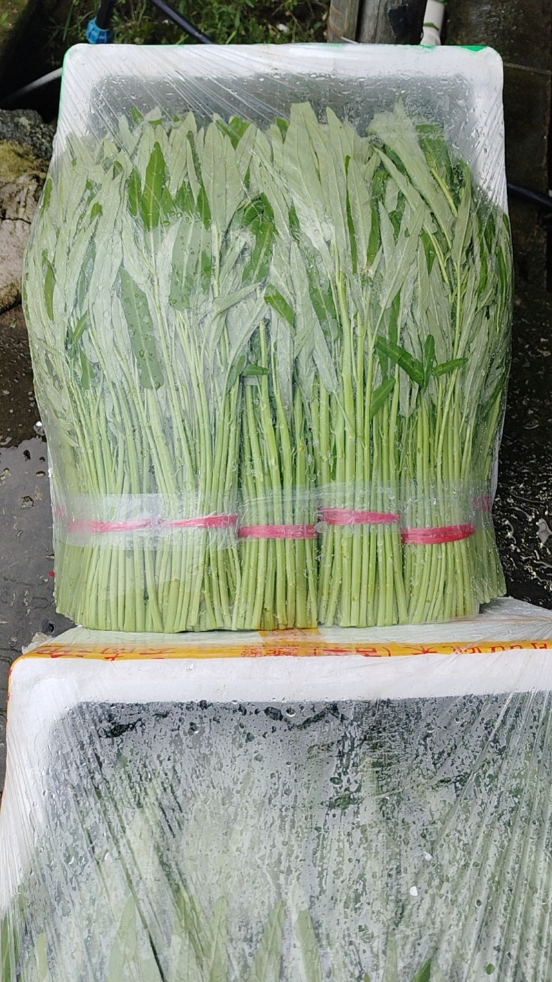优质大棚种植空心菜叶菜
