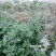 湖北野生干艾草全棵艾草切段艾草质量好批发零售支持视频看货