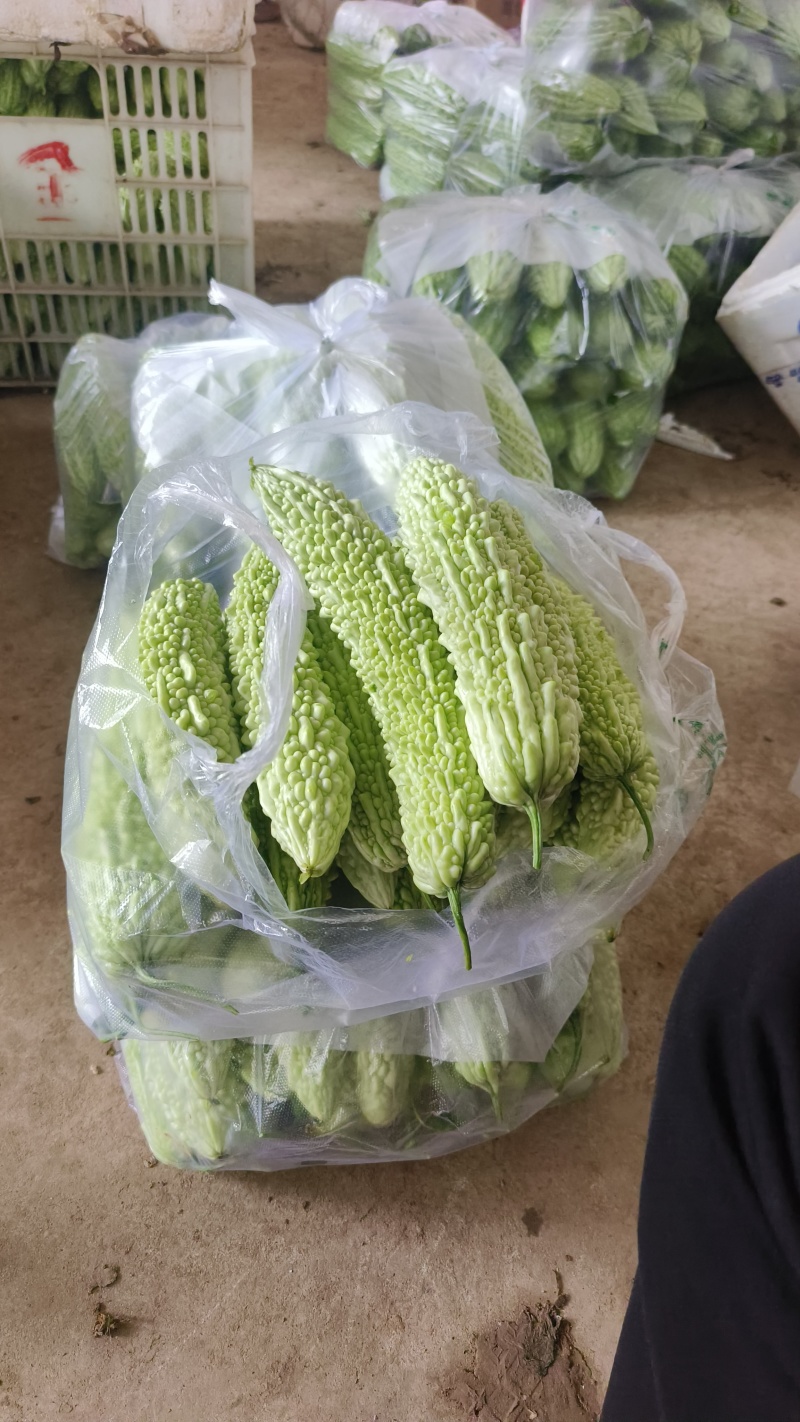 白苦瓜，青苦瓜，都是产地看货论价，一手货源，欢迎订购！
