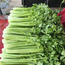 邯郸芹菜大量上市基地直供