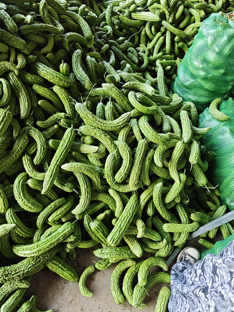 山东次绿苦瓜烘干厂加工厂切片专用产地直发大量供应