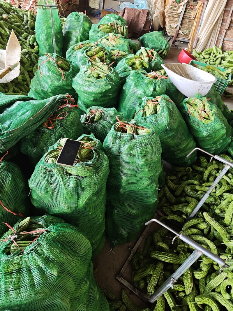 山东次绿苦瓜烘干厂加工厂切片专用产地直发大量供应