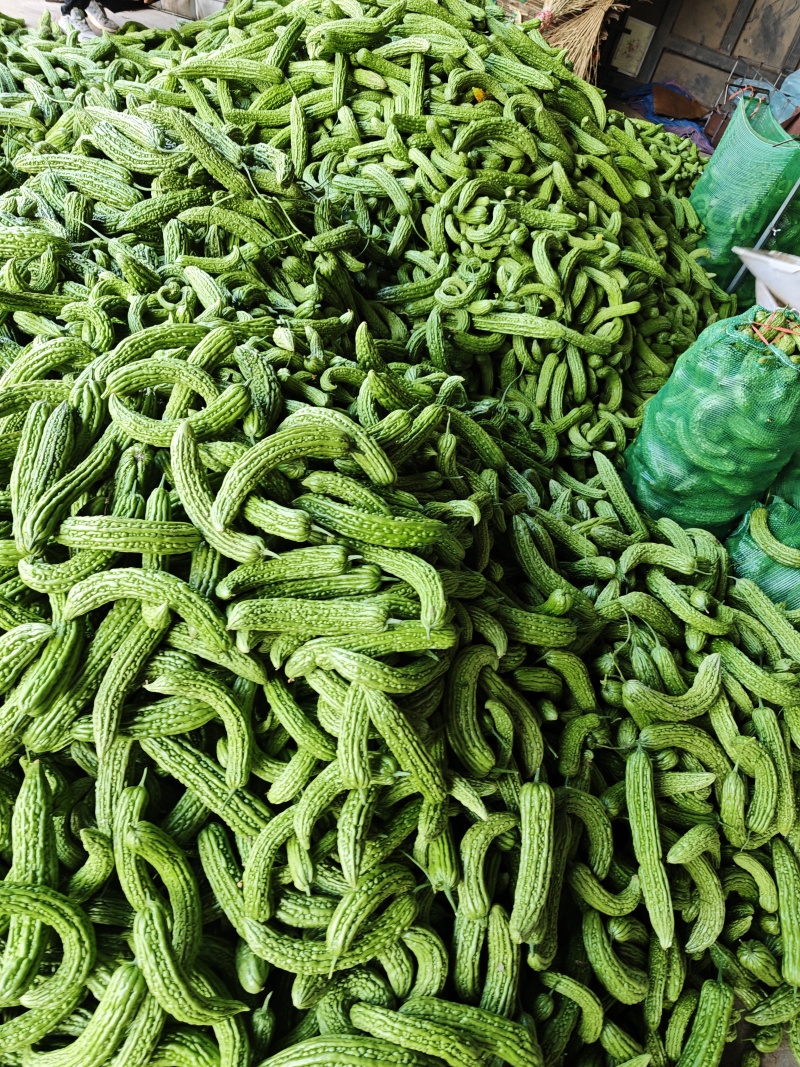 山东次绿苦瓜烘干厂加工厂切片专用产地直发大量供应