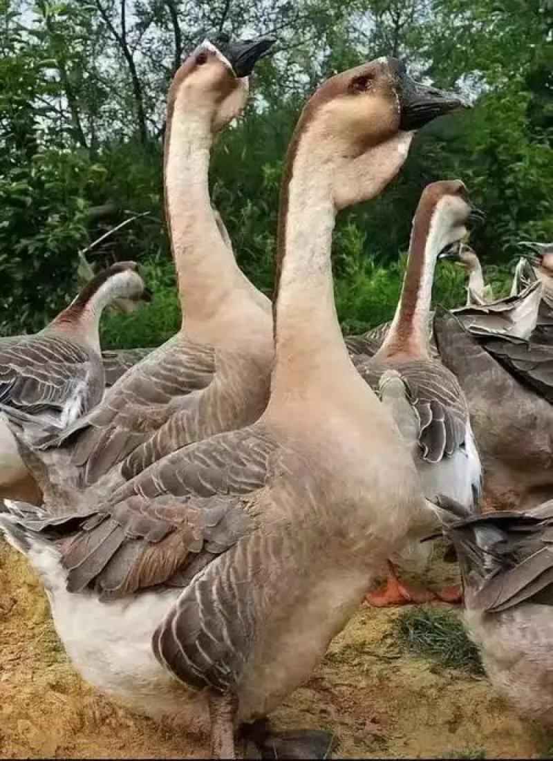 阳江鹅、听着音乐长大的90-100天