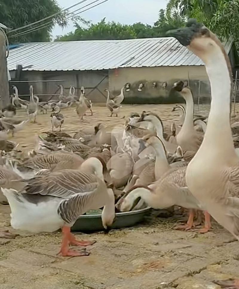 阳江鹅、听着音乐长大的90-100天
