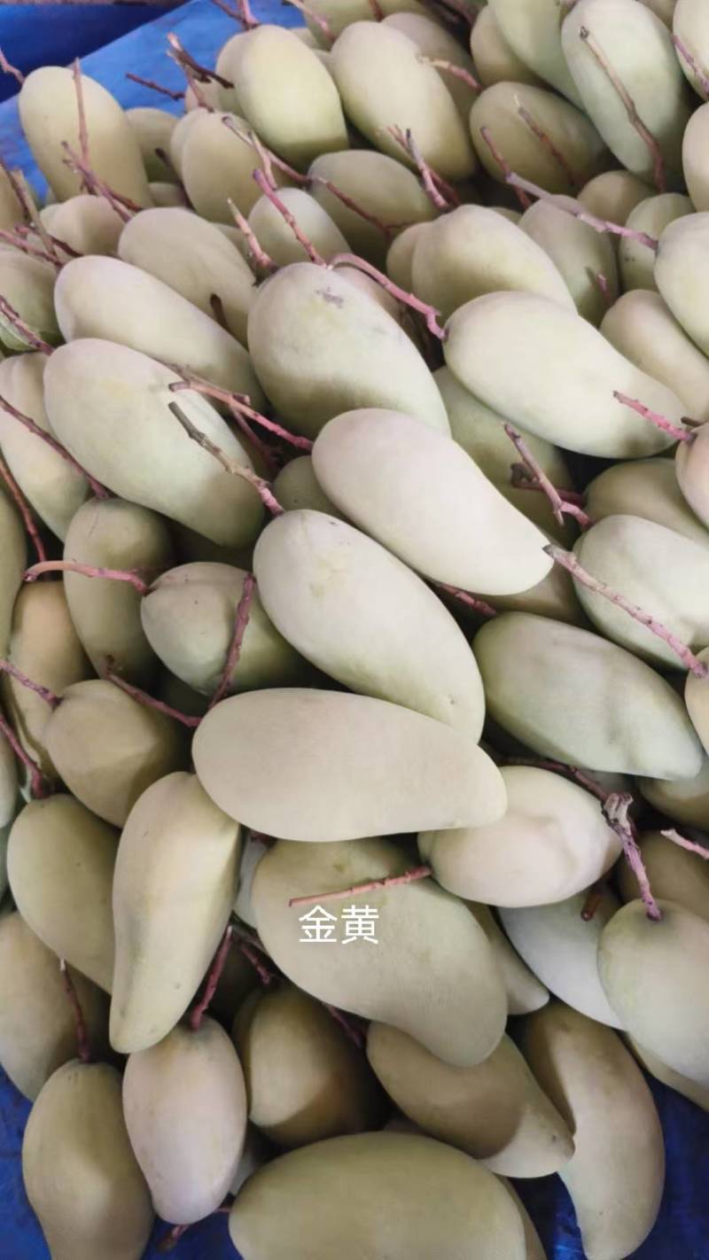 云南保山，贵妃金黄芒.大清芒果.鹰嘴芒。适合电商货市场货