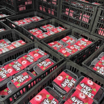 浙江精品东魁杨梅大量接单接代发接团购/超市直供/价格便宜