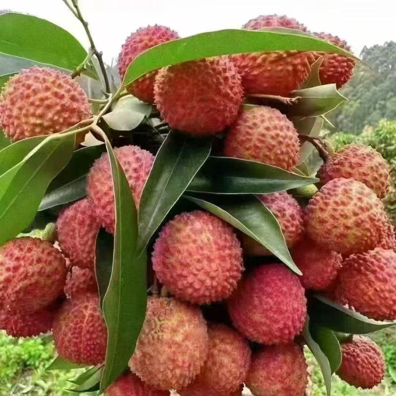 增城荔枝老树桂味清甜爽清脆带香味