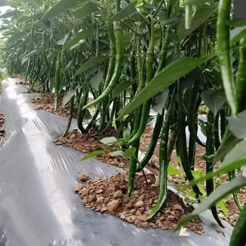 三号线椒
