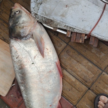 大头鲢🐟