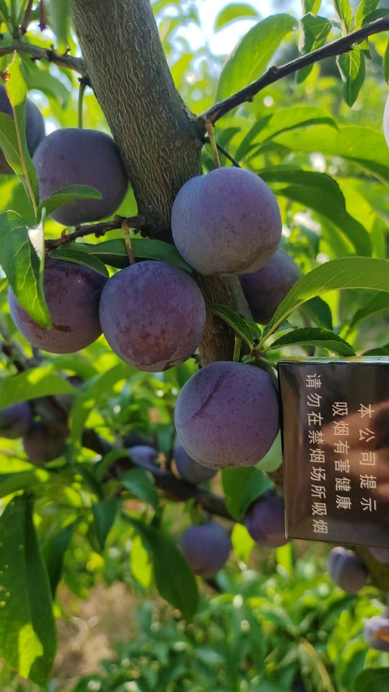 五月脆