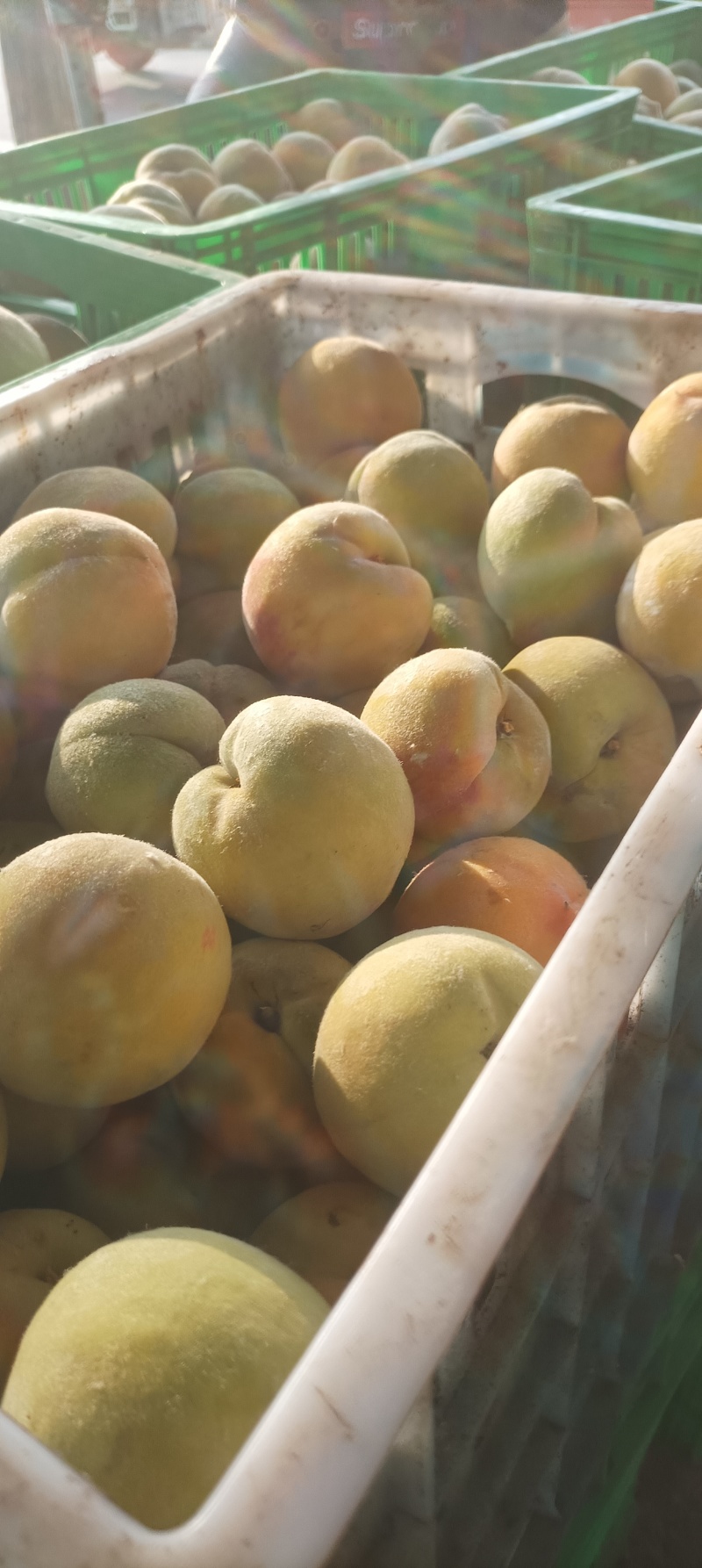 百万亩五号黄桃食品加工厂传用，大量供应中，