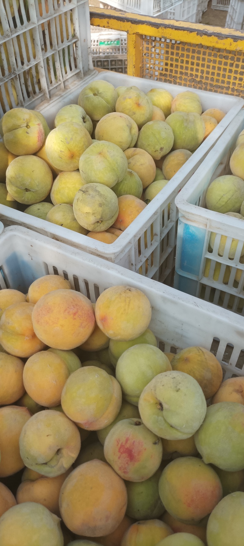 百万亩五号黄桃食品加工厂传用，大量供应中，