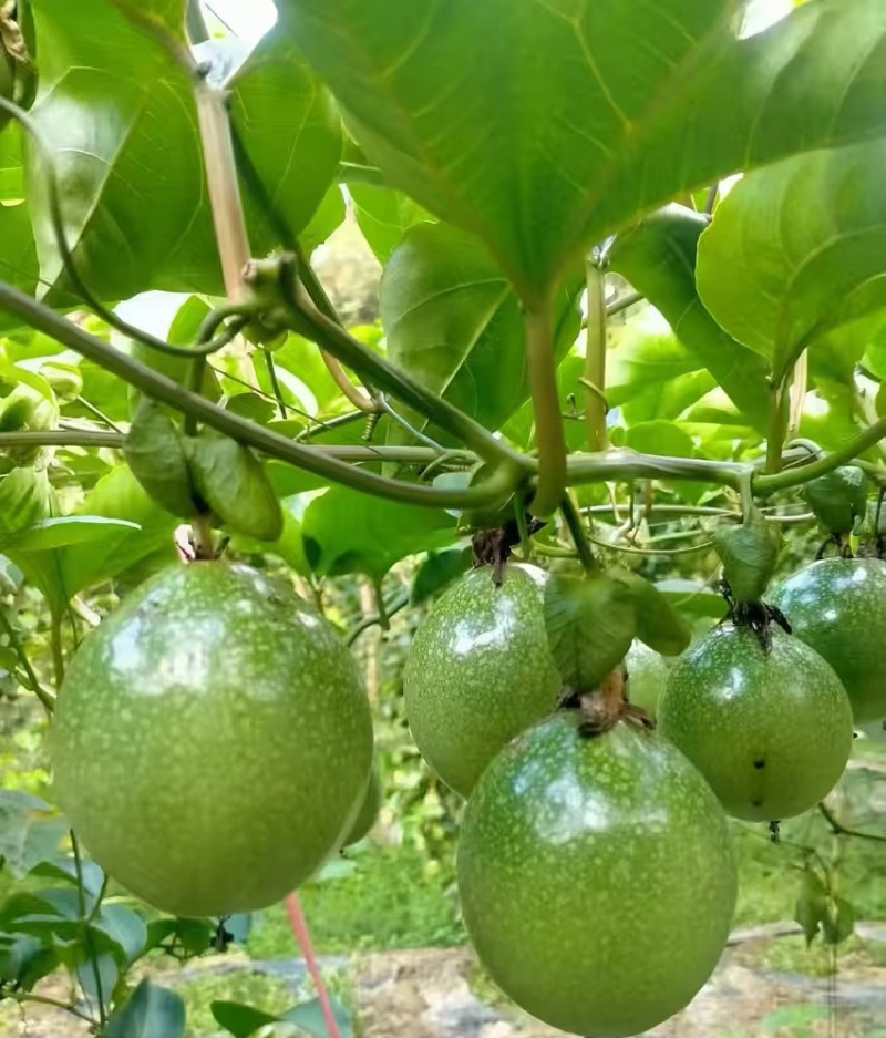 钦蜜百香果