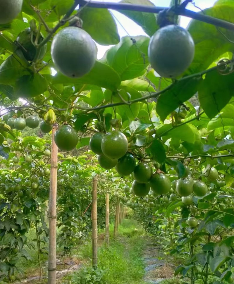 钦蜜百香果