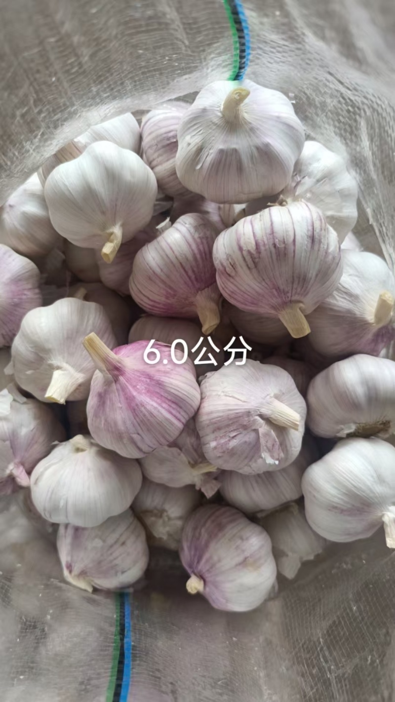 山东大蒜紫皮蒜/出口国内外市场/长年供应/全国发货