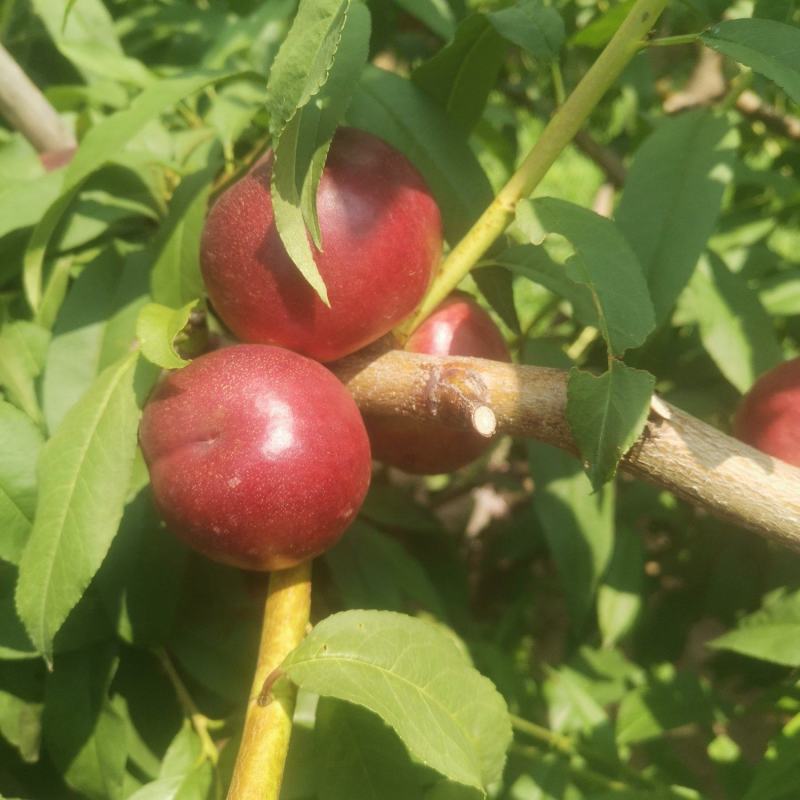 珍珠枣油桃1号（小公主）