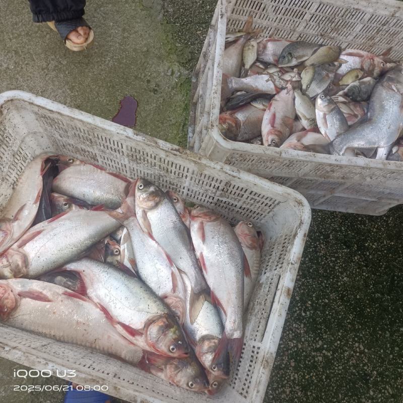 水库冻鲜饲料鱼