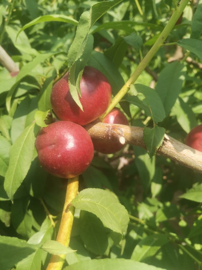 珍珠枣油桃1号（小公主）