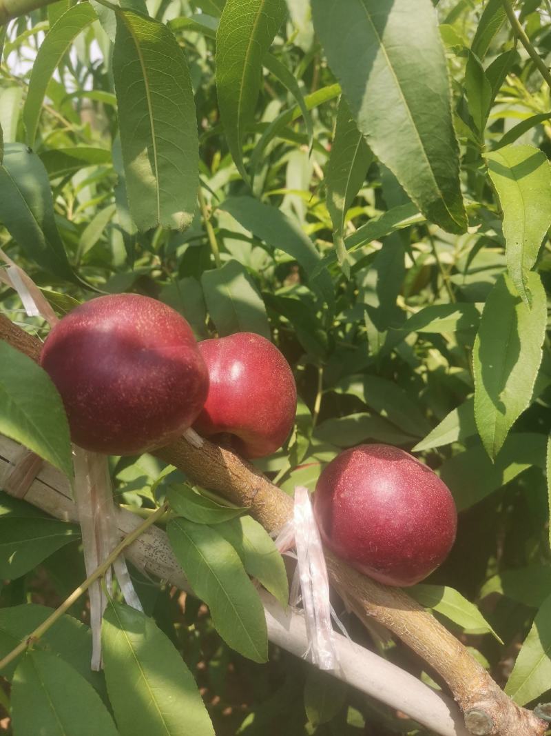 珍珠枣油桃1号（小公主）