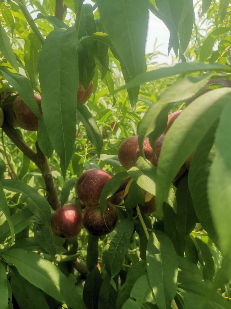 珍珠枣油桃1号（小公主）