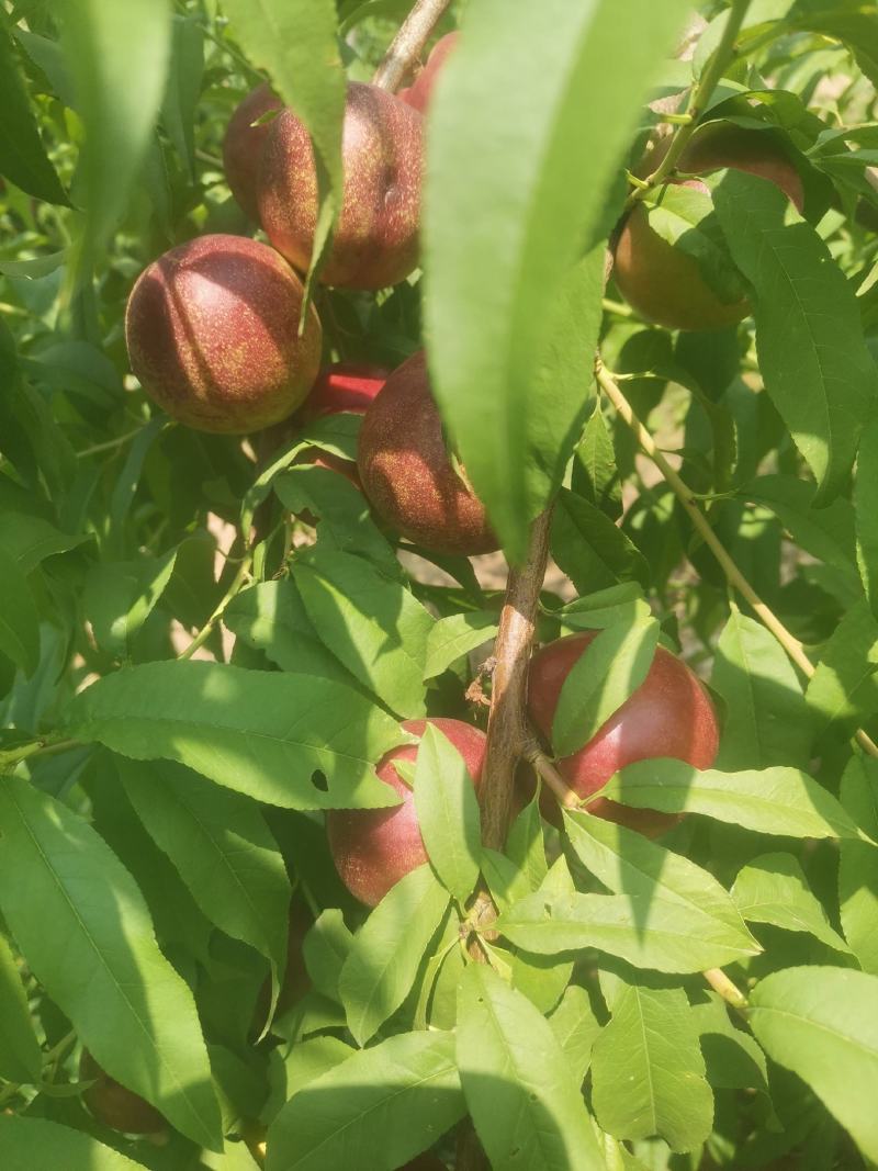 珍珠枣油桃1号（小公主）