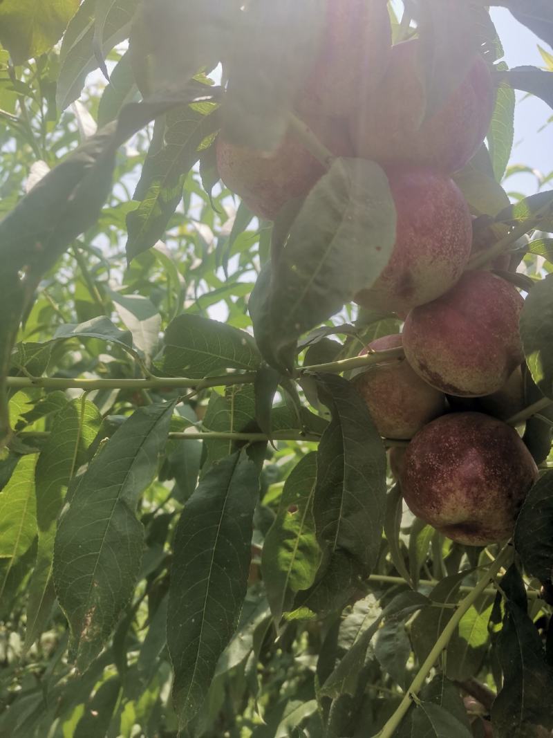 珍珠枣油桃1号（小公主）