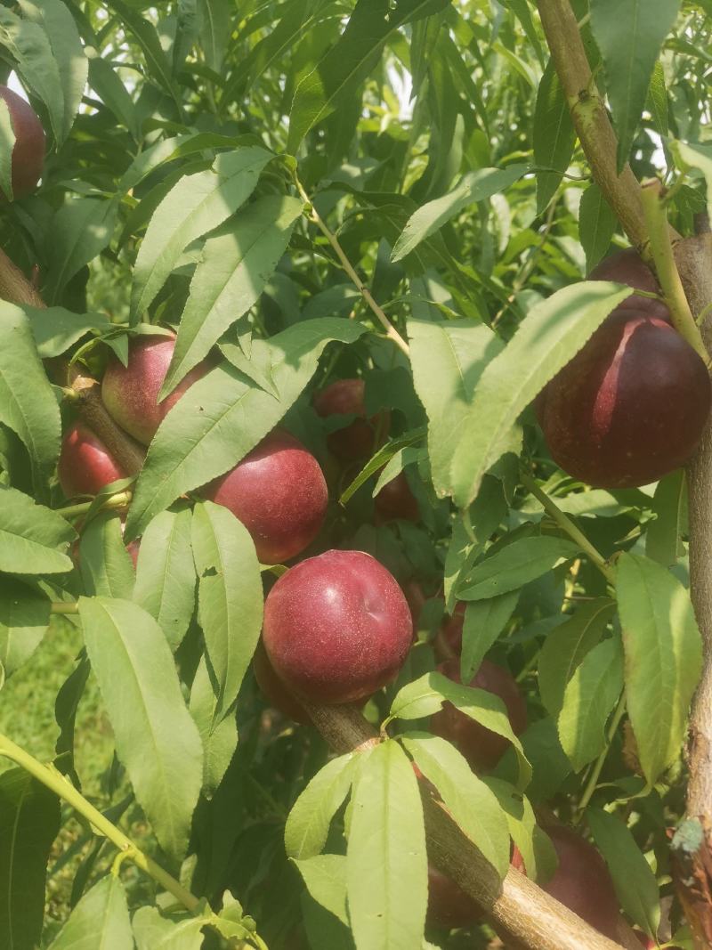 珍珠枣油桃1号（小公主）