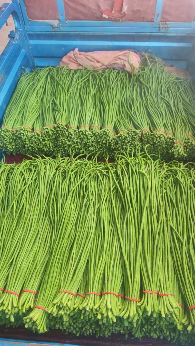 精品长豆角