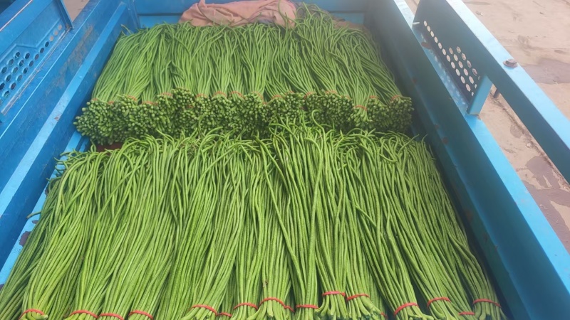 精品长豆角